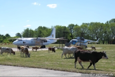 Eine Kuhherde auf dem Flugplatz